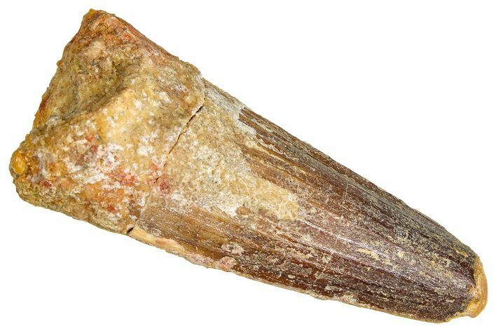 Fossil Spinosaurus Tooth - Real Dinosaur Tooth #380986